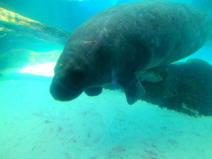 Mote is home to a pair of manatees named Hugh and Buffet. Photo R. Anderson