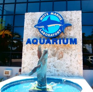 Mote Marine Laboratory Aquarium in Sarasota, FL. is well worth visiting. Photo R. Anderson