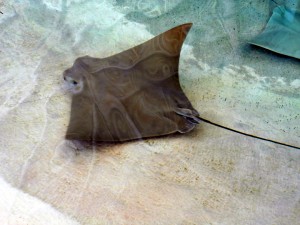 A sting ray makes the rounds at Mote Aquarium. Photo R. Anderson
