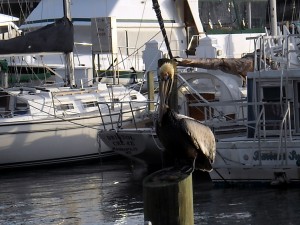 I recently learned that there is a family in Cuba with a pet pelican named Pancho. When I saw the pelican above in St. Petersburg a few years back it never occurred to me that pelicans would make a good pet. Photo R. Anderson