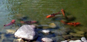 Koi are common in fish ponds, pet goldfish not so much. Photo R. Anderson